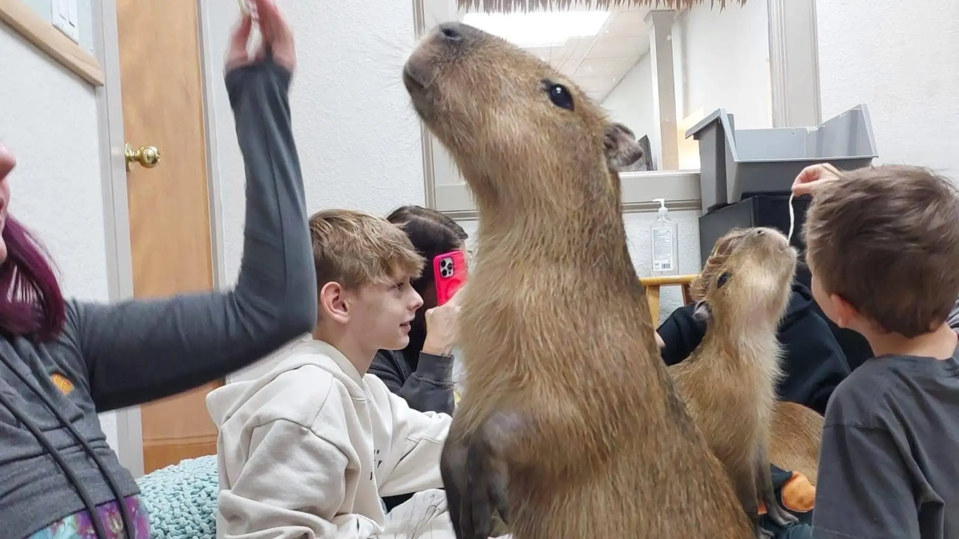 Café Capibara Chigüiros