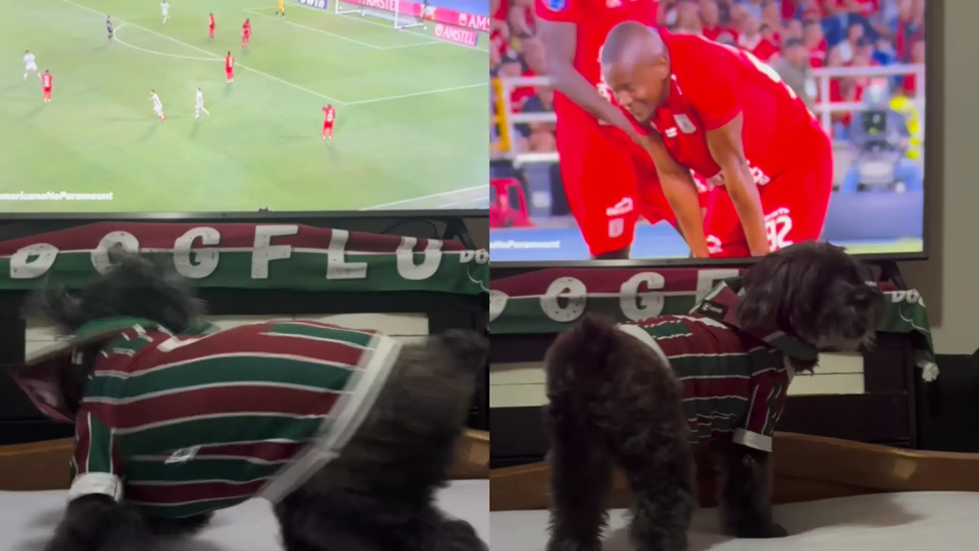Perrita Fluminense América de Cali.