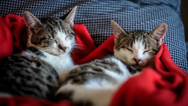 Investigación descubre que los gatos pueden generar demencia como los humanos