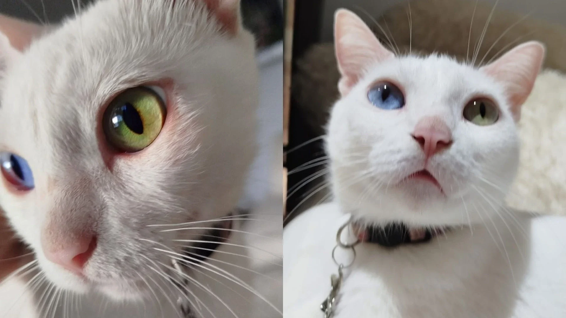 Foto: Greys Luz / Facebook