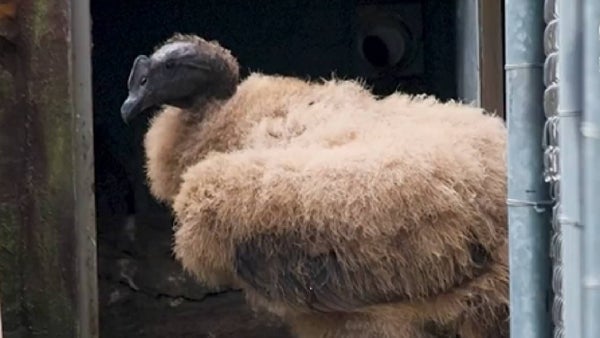 Un nuevo vuelo de esperanza en Colombia: el hermano de Rafiki está por nacer Un nuevo vuelo de esperanza en Colombia: el hermano de Rafiki está por nacer