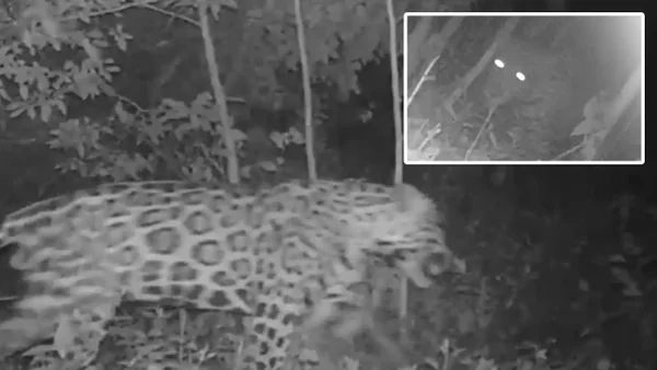 VIDEO | Cámaras grabaron avistamiento de jaguar en Cundinamarca: ¿Hay peligro? VIDEO | Cámaras grabaron avistamiento de jaguar en Cundinamarca: ¿Hay peligro?