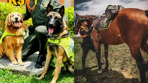 Perros y caballos de la policías