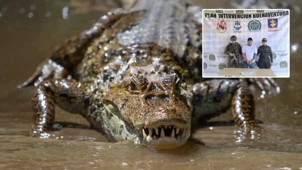 Macabro criminal desaparecía a sus víctimas con un cocodrilo para no dejar rastro de sus asesinatos