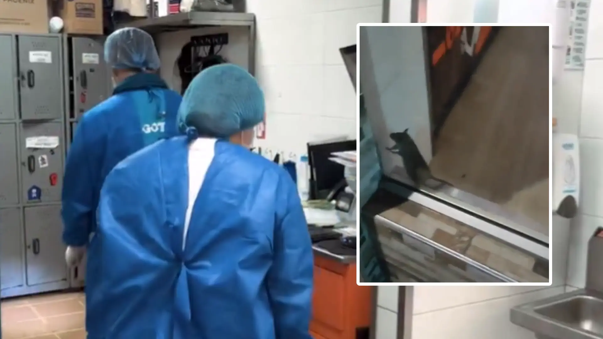 Clausuran pizzería por presencia de ratas.