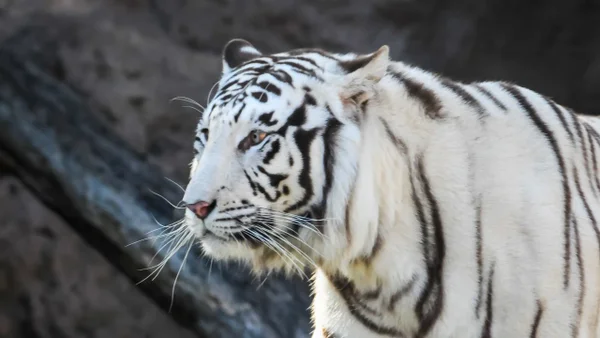 Tigresa Indira no sólo murió por el brutal ataque de su hijo: esto reveló el zoo de Cali