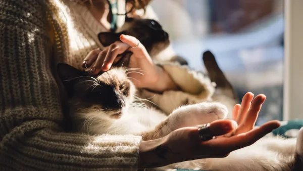 Lanzarán portal para publicar y encontrar animales perdidos en Bogotá Lanzarán portal para publicar y encontrar animales perdidos en Bogotá