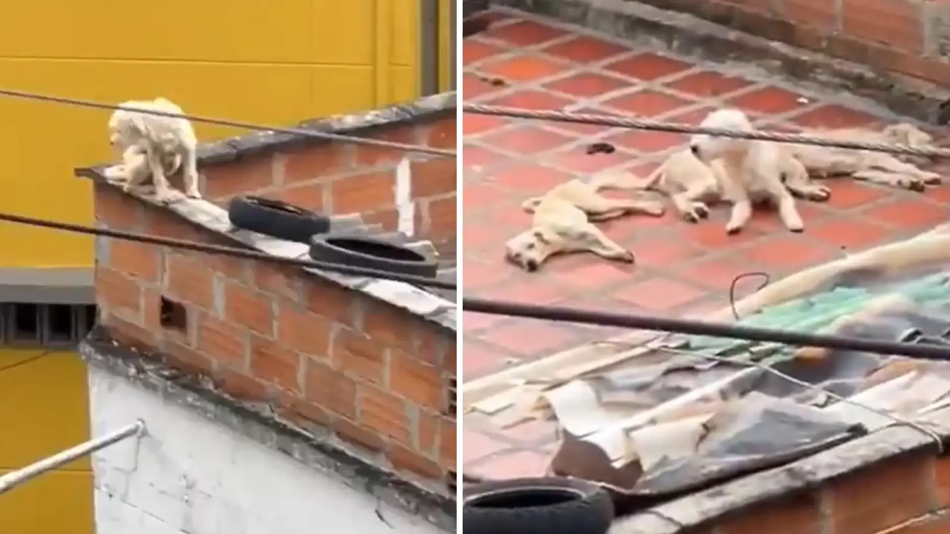 Perros en terraza de Medellín