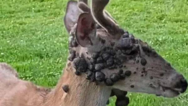 Avistan ciervos con protuberancias similares a las de un tumor: ¿cuáles son las causas?