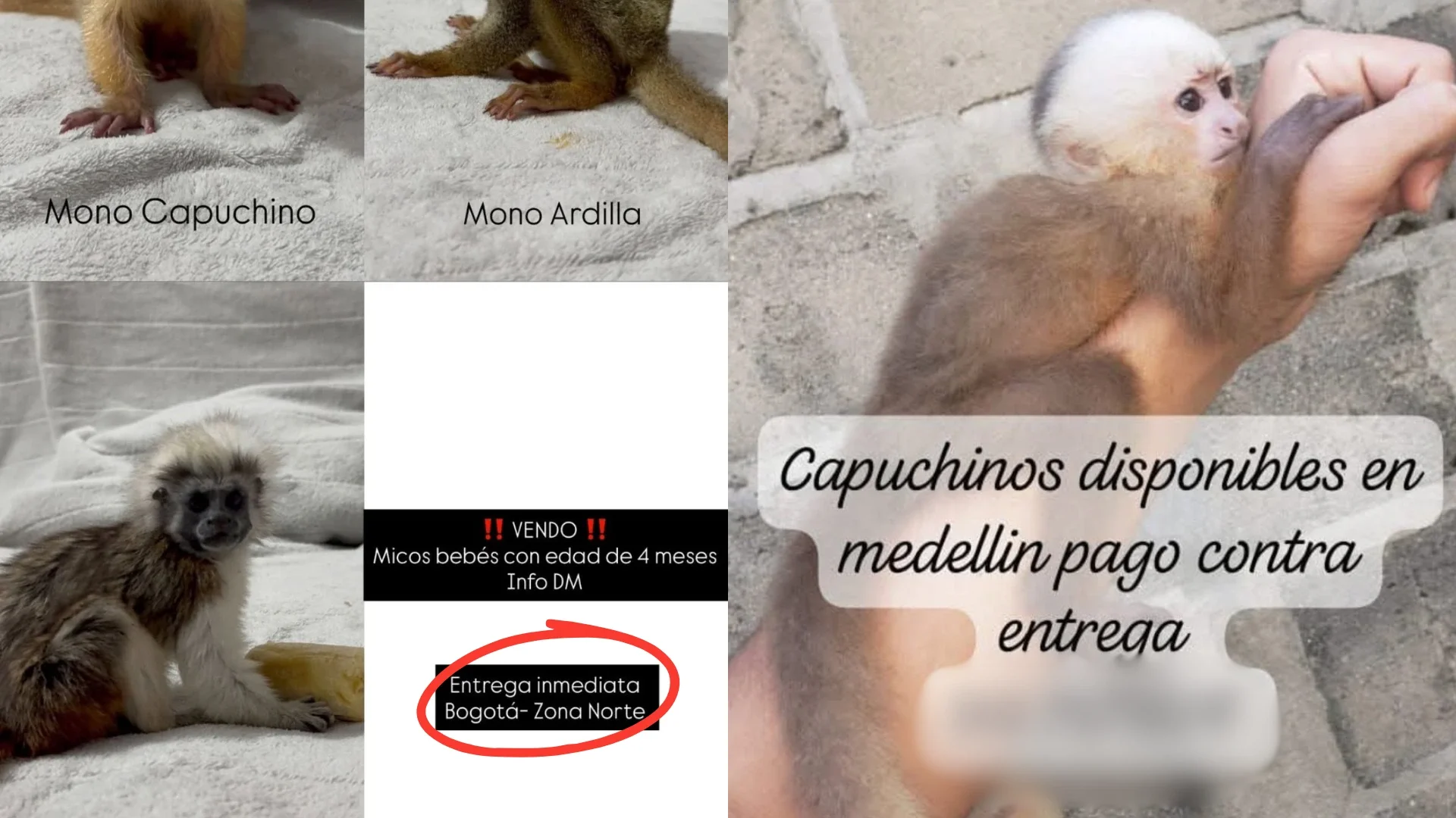 Foto: @andreanimalidad / X