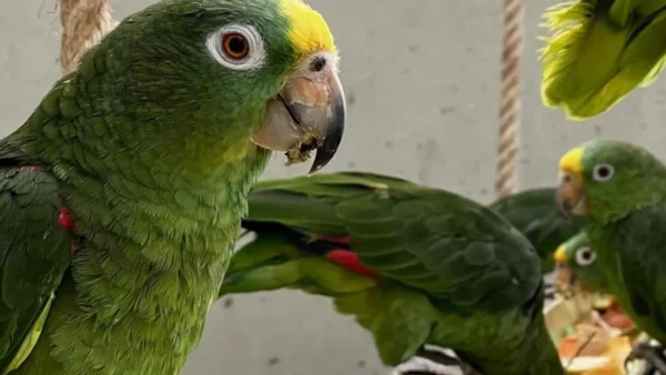 Más de 200 animales silvestres regresaron a la libertad en el Magdalena Más de 200 animales silvestres regresaron a la libertad en el Magdalena