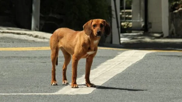 Condenaron a un hombre por el brutal abuso sexual contra una perrita en Leticia: aceptó los cargos