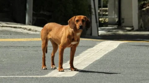 Perrita abusada en Leticia