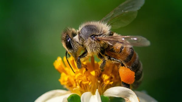 El superalimento que podría salvar a las abejas de su desaparición, según científicos El superalimento que podría salvar a las abejas de su desaparición, según científicos