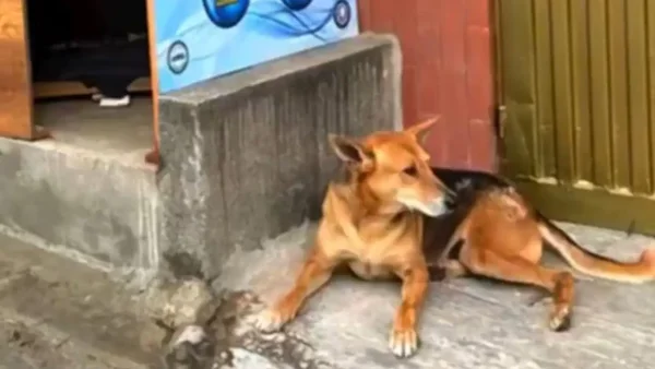 Escolta asesinó al perrito Tony de un disparo sólo por ladrar en Pereira: esto dice la denuncia Escolta asesinó al perrito Tony de un disparo sólo por ladrar en Pereira: esto dice la denuncia