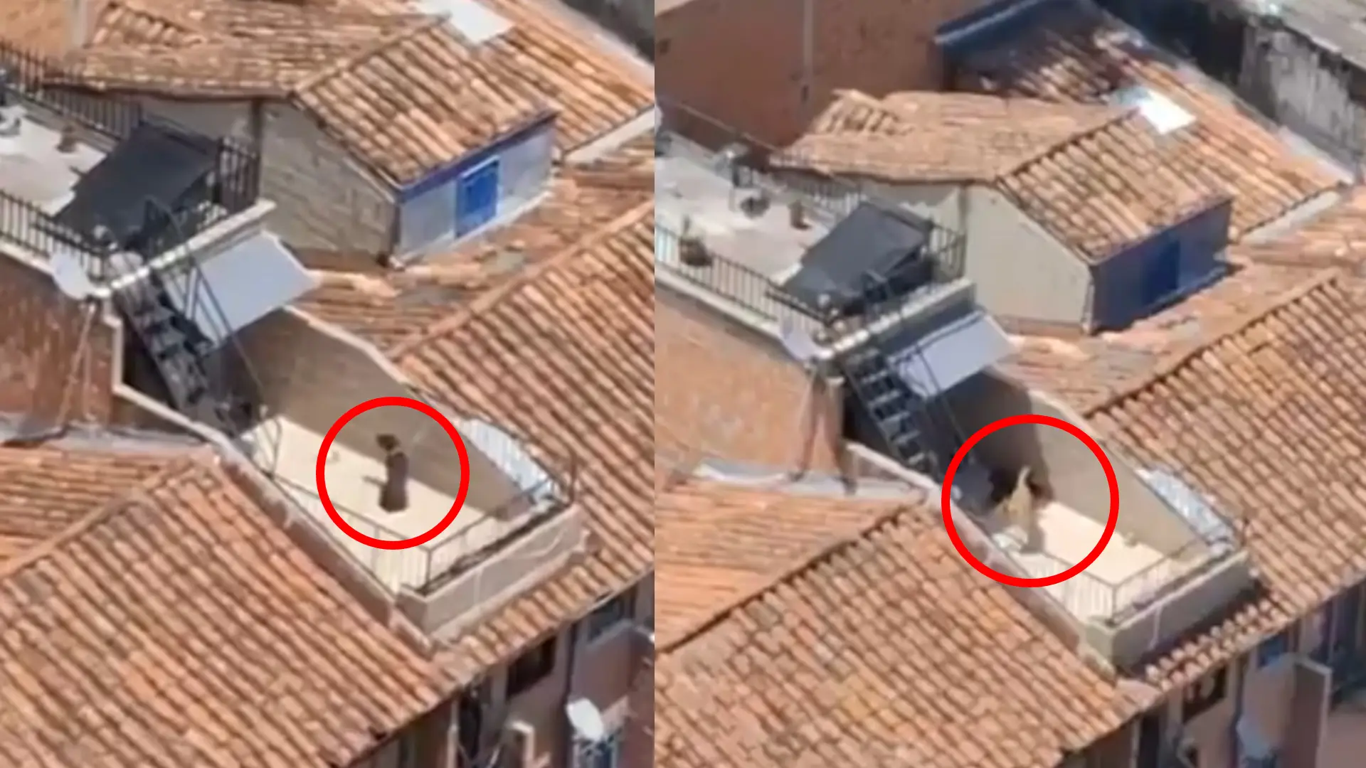 Perros abandonados en terraza de Medellín