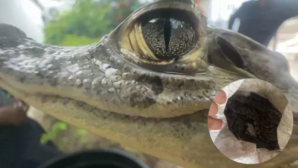 Capturan a dos sujetos que transportaban 55 crías de caimán en un costal: decían que eran mangos Capturan a dos sujetos que transportaban 55 crías de caimán en un costal: decían que eran mangos