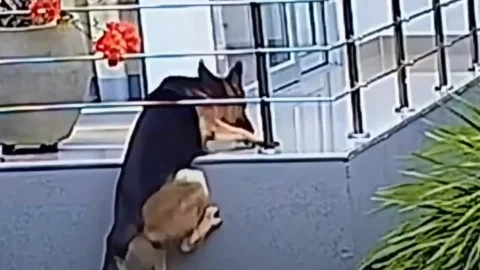 Perro casi cae de un balcón