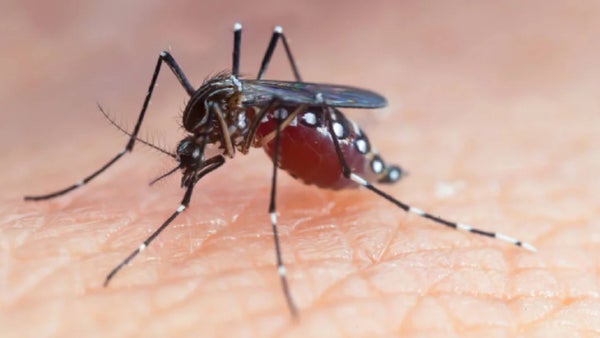 Alerta por aumento del 15% en casos de dengue en Colombia: 7 muertes en Santander y más de 16.000 casos en la costa