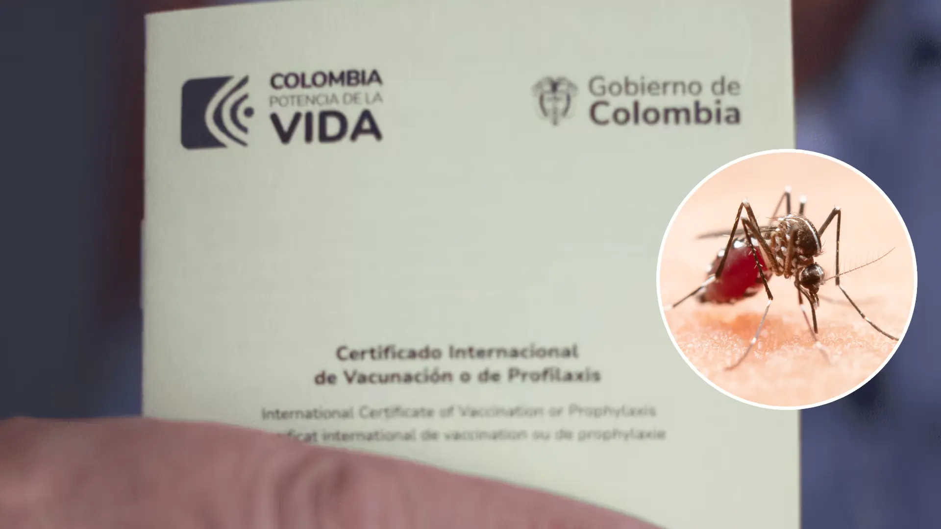 Carne fiebre amarilla aedes