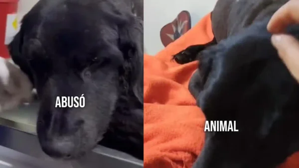 Perrita que recibió 10 puñaladas también habría sido abusada en Bogotá: comunidad pide justicia