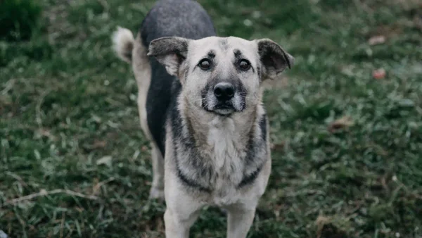 Más de dos mil cupos disponibles para esterilizaciones de animales en Bogotá Más de dos mil cupos disponibles para esterilizaciones de animales en Bogotá