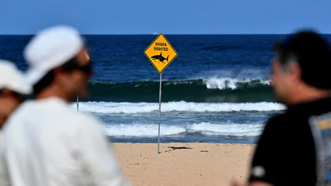 Teniendo en cuenta estos detalles redacta y construye una noticia completa. Usa sinónimos para cambiar palabras. Modifica la estructura. Dame titular, subtítular, contexto y desarrollo Un tiburón mató el sábado a un surfista en una conocida playa de Sídney, informaron la policía y los equipos de rescate australianos, un incidente poco frecuente que obligó a cerrar varias playas. La víctima es un hombre de 57 años que salió a hacer surf con unos amigos frente a las playas de Long Reef y Dee Why, al norte de Sídney, indicaron las autoridades. Este surfista experimentado, que tiene una esposa y una hija pequeña, perdió "varias extremidades", declaró en una rueda de prensa John Duncan, superintendente de la policía del estado de Nueva Gales del Sur. "El cuerpo fue hallado flotando", dijo a los periodistas. La policía cree que la víctima sufrió el ataque de un "gran tiburón" y la tabla de surf quedó partida en dos. Los expertos del gobierno examinarán los restos de la tabla y el cuerpo para tratar de determinar la especie. La mayoría de las mordeduras graves de tiburón en Australia suelen ser de tiburones blancos o tigre. Las playas de los suburbios de Manly y Narrabeen, en el norte de Sídney, fueron cerradas durante al menos 24 horas, informó Surf Life Saving NSW. "Por ahora, por favor, manténganse fuera del agua en las playas de la zona y sigan las indicaciones de socorristas y salvavidas", dijo en un comunicado el director de esta organización, Steven Pearce. Se trata del primer ataque mortal de tiburón en Sídney desde 2022, cuando el instructor de buceo británico Simon Nellist, de 35 años, murió frente al suburbio de Little Bay. El último ataque mortal de un tiburón en Australia ocurrió en marzo, cuando un surfista fue atacado en la remota playa de Wharton, en Australia Occidental. Desde 1791 se han registrado en Australia más de 1.280 incidentes con tiburones, de los cuales más de 250 resultaron mortales, según una base de datos especializada.