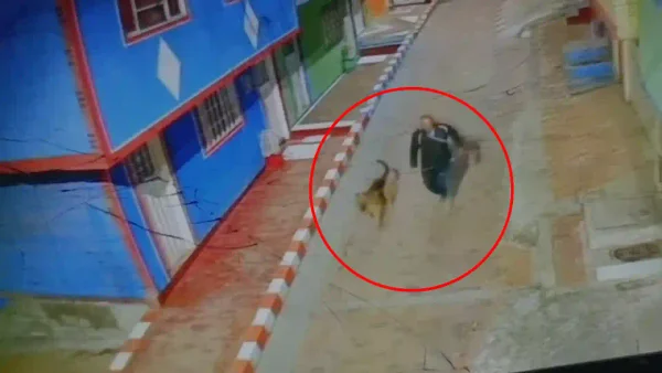 En video | Así era como un hombre se robaba y maltrataba a perros de raza en Bogotá