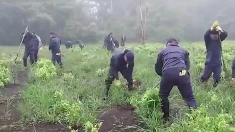 Récord de coca en Colombia