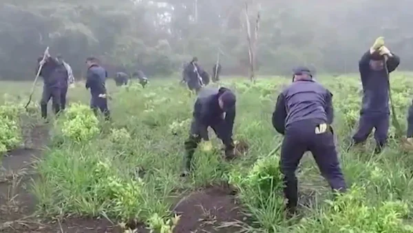 Récord histórico de coca en Colombia complica regreso de la aspersión aérea: ¿en cuánto están las cifras? Récord histórico de coca en Colombia complica regreso de la aspersión aérea: ¿en cuánto están las cifras?