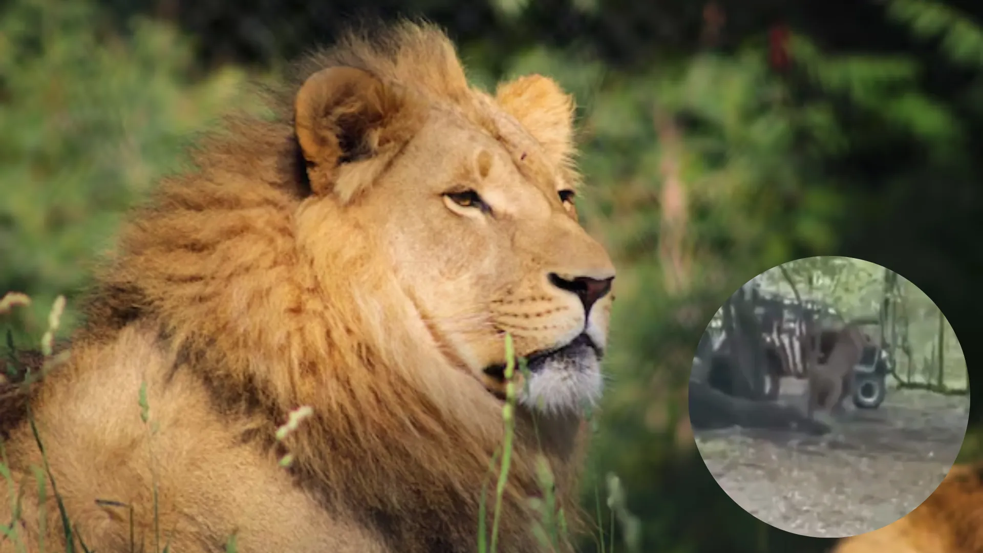 Foto: montaje realizado con imágenes de Freepik y X