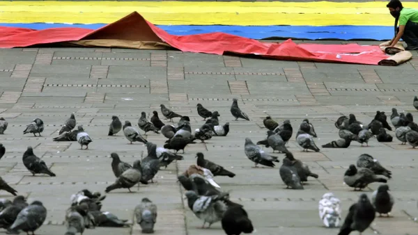 Autoridades investigan el hallazgo de varias palomas muertas en Bogotá Autoridades investigan el hallazgo de varias palomas muertas en Bogotá