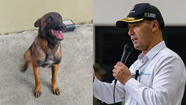 Reveladores detalles sobre la búsqueda del perro Wilson en la selva del Guaviare Reveladores detalles sobre la búsqueda del perro Wilson en la selva del Guaviare