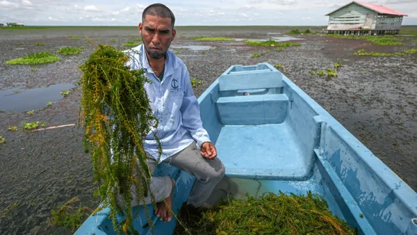 El pueblo de pescadores que podría desaparecer por culpa de una planta invasora en Colombia El pueblo de pescadores que podría desaparecer por culpa de una planta invasora en Colombia