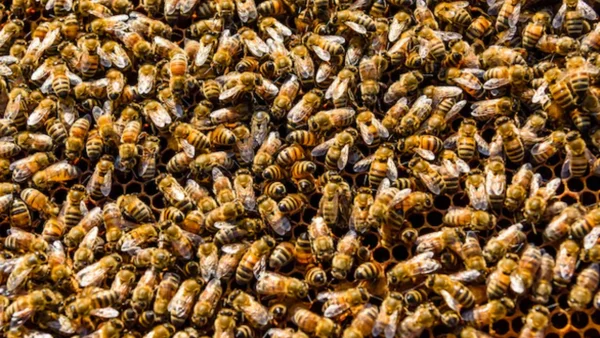 Adultos mayores lograron sobrevivir a ataque de abejas en reserva natural de Colombia Adultos mayores lograron sobrevivir a ataque de abejas en reserva natural de Colombia