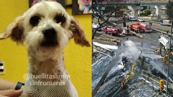 Cerecita, la perrita embarazada que sobrevivió a la explosión del camión con gas en México