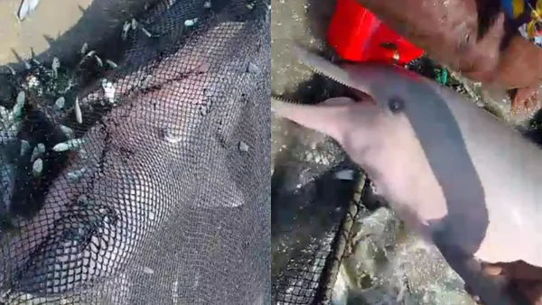 Video | Pescadores son aplaudidos por liberar a dos delfines que quedaron atrapados en su red en Santa Marta Video | Pescadores son aplaudidos por liberar a dos delfines que quedaron atrapados en su red en Santa Marta