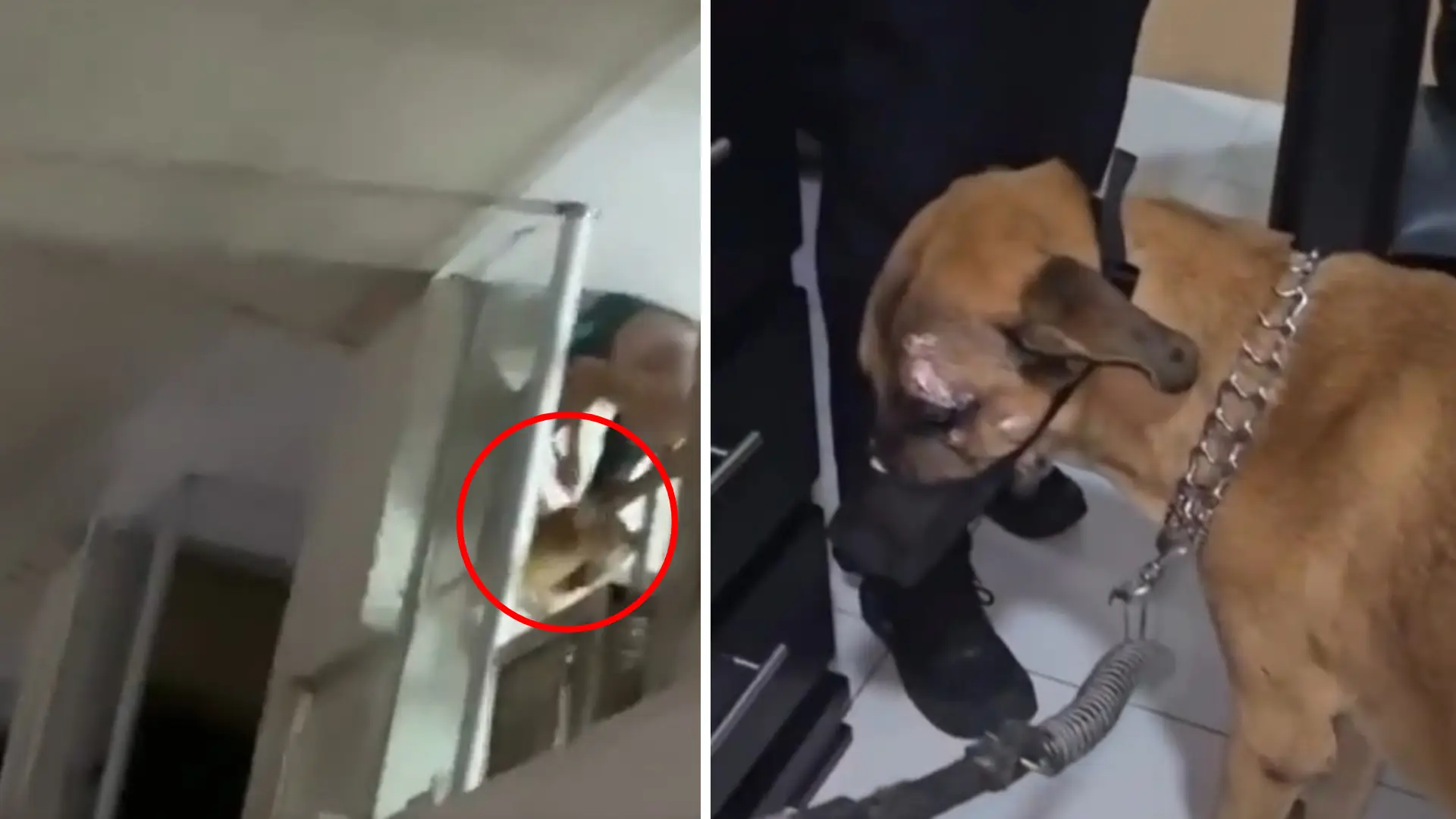 Agresión a perrito en Cartagena