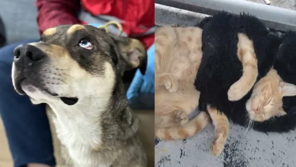 Hombre que presuntamente fingía ser sordomudo utilizaba animales para pedir dinero en TransMilenio