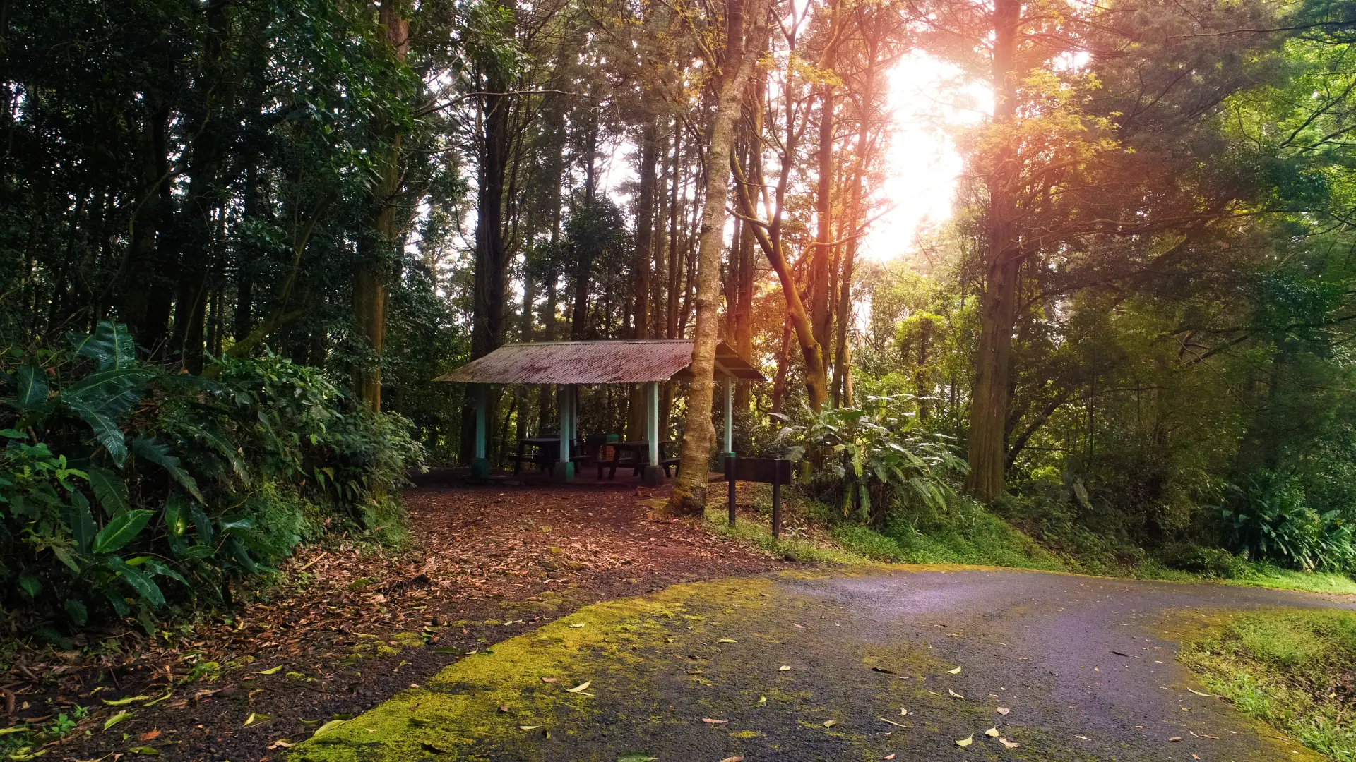 Bosques en Costa Rica