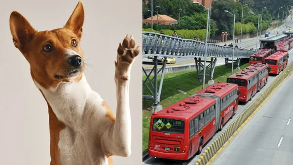 Bogotá ya cuenta con un bloque de rescate en contra del maltrato y abandono de animales en TransMilenio