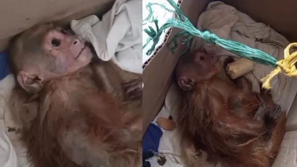 Mono es rescatado en extremas condiciones: habría caído en manos de un habitante de calle en Barranquilla Mono es rescatado en extremas condiciones: habría caído en manos de un habitante de calle en Barranquilla
