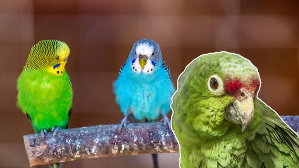 Lista de animales permitidos y prohibidos como mascotas en Colombia: evite multas y sanciones Lista de animales permitidos y prohibidos como mascotas en Colombia: evite multas y sanciones