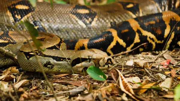 Cuatro impresionantes serpientes fueron vistas en Cundinamarca: ¿Son venenosas? Cuatro impresionantes serpientes fueron vistas en Cundinamarca: ¿Son venenosas?