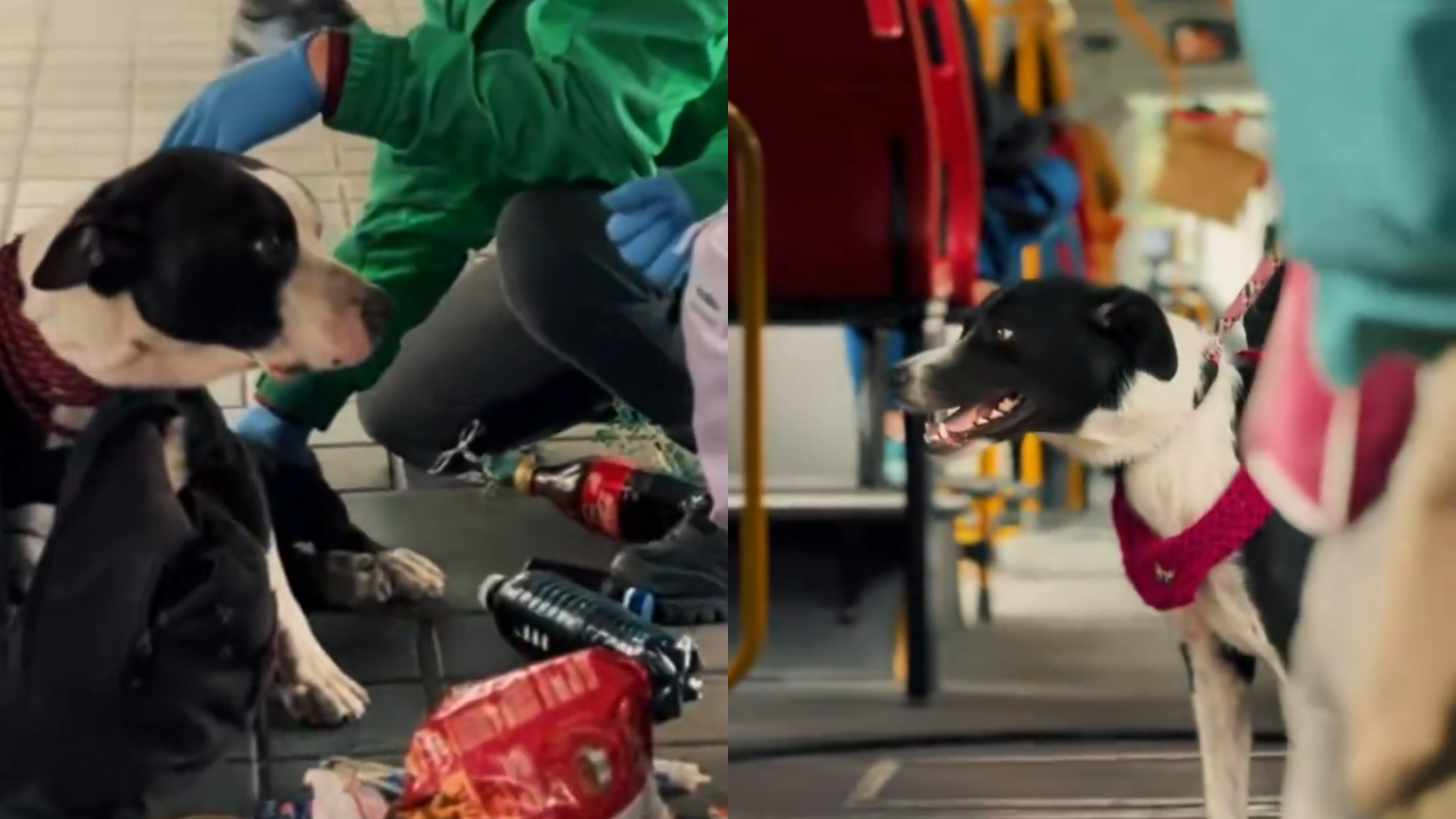 Foto: @AnimalesBOG / X