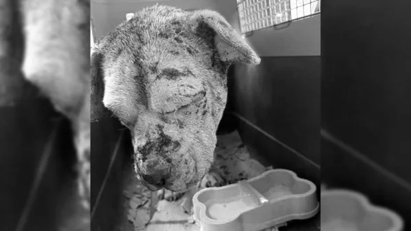 Rescataron animales en estado deplorable y presuntamente abusados en Soacha