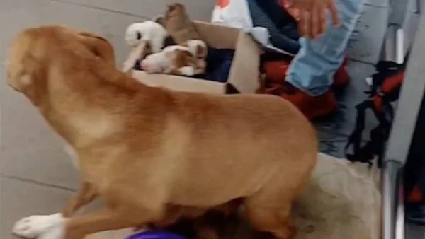 ¿Qué pasó con el hombre que fue visto vendiendo cachorros recién nacidos dentro de Transmilenio?