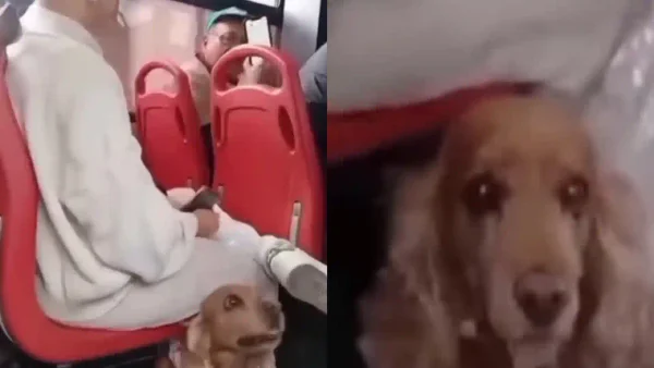 Video viral: Mujer vivió una pesadilla en un SITP por llevar a su perrita