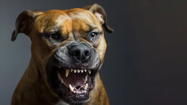 Mujer perdió sus brazos y piernas tras ser víctima de brutal ataque de un pitbull en EE. UU.