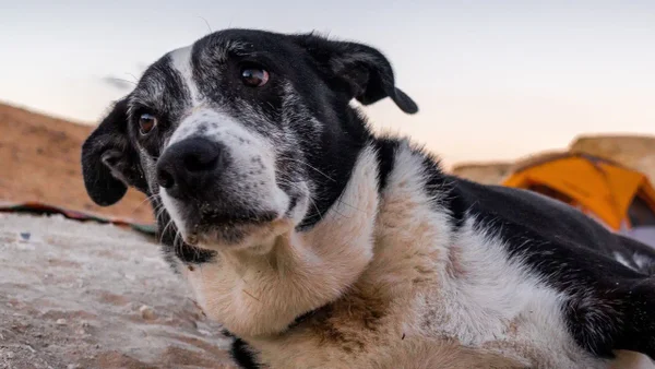 “Los invisibles”: la jornada de adopción para animales en condición de discapacidad